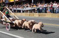 dogsleigh